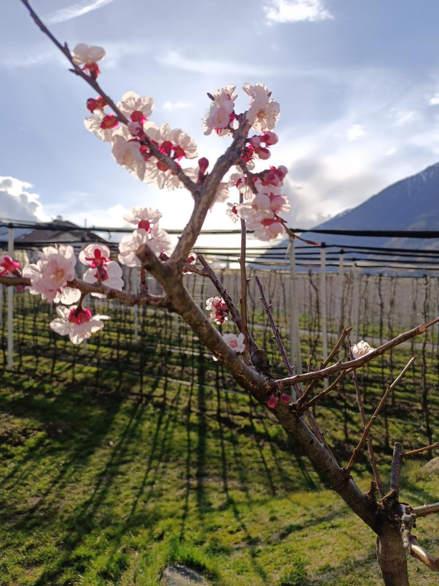 Appartamento Biohof Gala Naturns Esterno foto